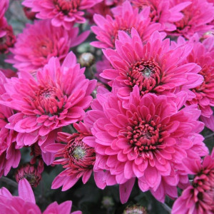 Саженцы Хризантема Брандрим (Brandrim) (мультифлора/сирене..