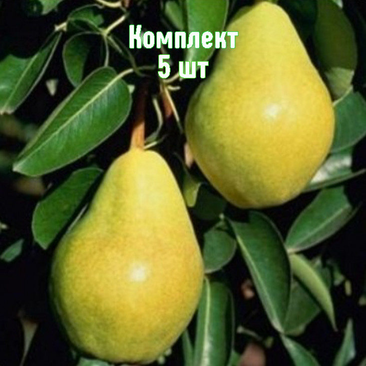 Комплект 5шт / Груша Тютчевская Комплект 5шт / Груша Тютчевская