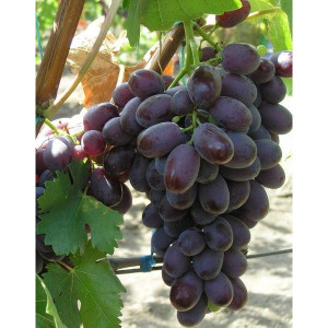 Саженцы Виноград Шоколадный (Поздний/Красный)