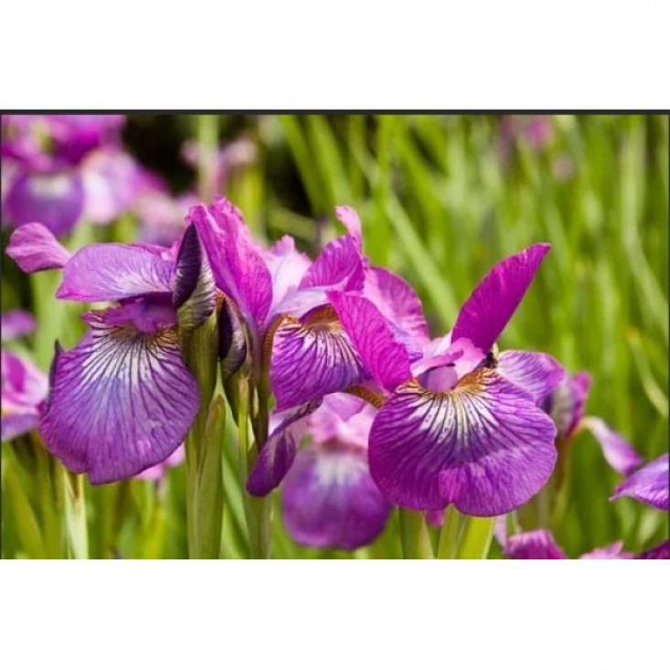 Ирис сибирский Роуз Квест – яркие цветы для сада Ирис сибирский Роуз Квест – яркие цветы для сада